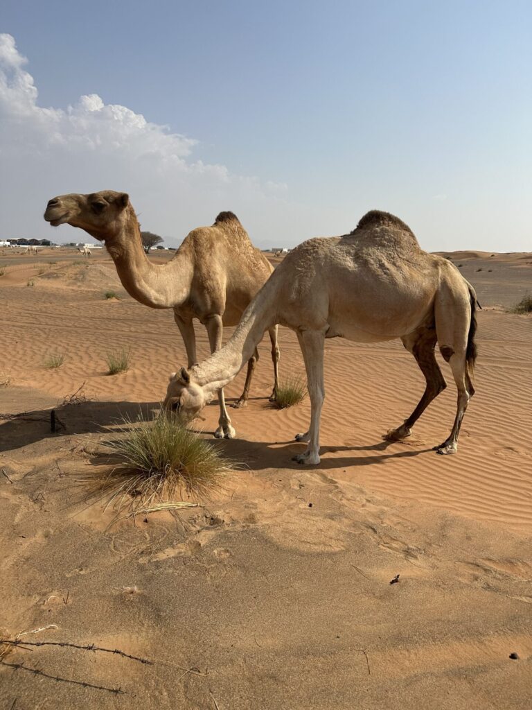 Les chameaux sauvages dans le désert de Dubaï sont très apprivoisés et c'est très agréable de voir comment vivent les animaux sauvages.
