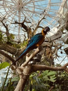 Es fliegen im Greenplanet in Dubai die Papageie herum
