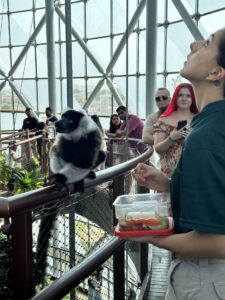 Nourrir les singes au Greenplanet à Dubaï - on peut regarder comment les animaux sont nourris