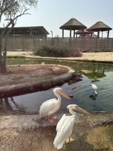 En se promenant dans le SafariPark de Dubaï, on voit beaucoup de beaux animaux