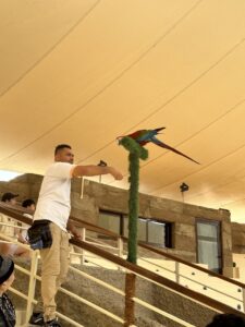 Bird show in Safari Park Dubai with many different birds