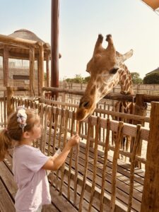 Giraffe feeding in the Safari Park in Dubai